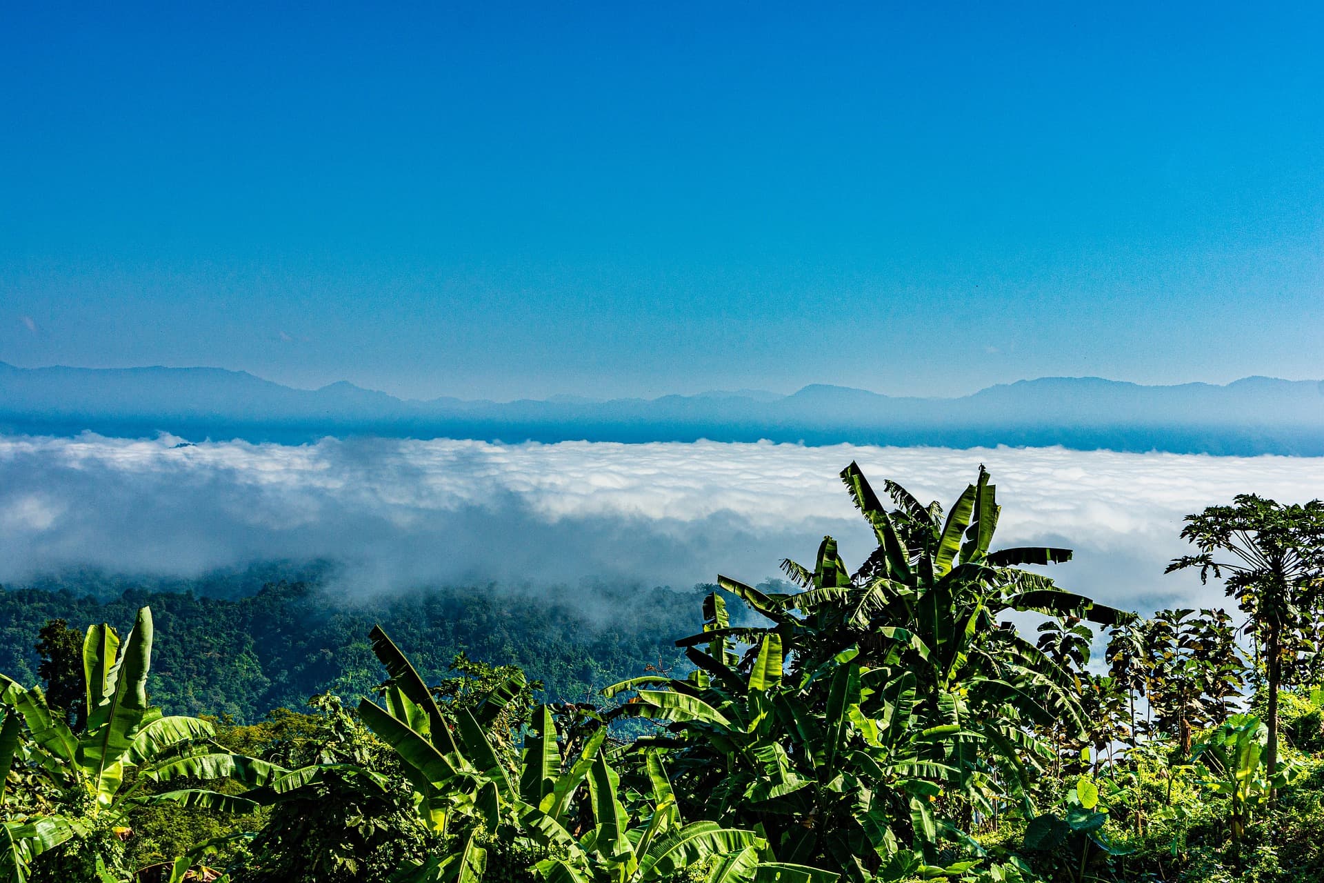 Hills & Tea Gardens of Sylhet